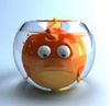 fat goldfish.jpg