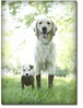 !cid_X_MA1_1383936604@aol.jpg