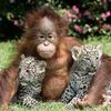 chimp leopard cubs.jpg