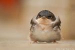 fluffy baby.jpg