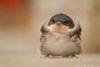 fluffy baby.jpg