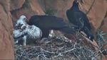 Thulane feeding