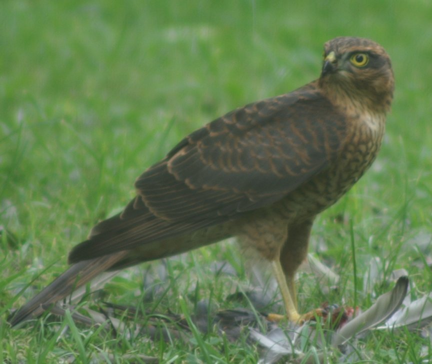 Sparrowhawk 15~08~07 011.jpg
