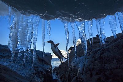 icy pengiuns.jpg