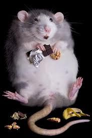 ratty.jpg