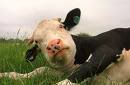 lazy cow.jpg