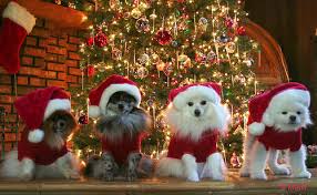 xmas.jpg