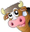 Cow.jpg