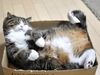 bth_maru-in-box.jpg
