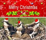 DyfiXmas-1_0000.JPG
