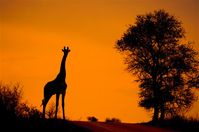 giraffe sun in Africa.jpg