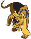 bloodhound.jpg