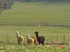 Alpacas 010.jpg