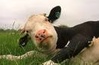 lazy cow.jpg