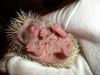 hoglet.jpg