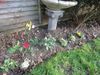 garden flowers 003.JPG