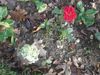 garden flowers 005.JPG