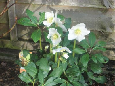 garden flowers 001.JPG