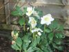 garden flowers 001.JPG