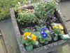 garden flowers 008.JPG