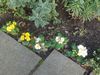 garden flowers 006.JPG