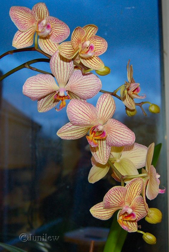 orchidA.jpg