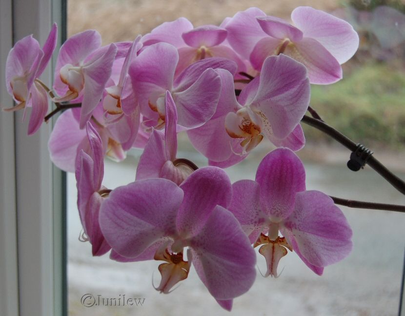 orchidH.jpg
