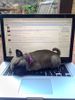 !cid_5_1090490286@web171803_mail_ir2_yahoo.jpg