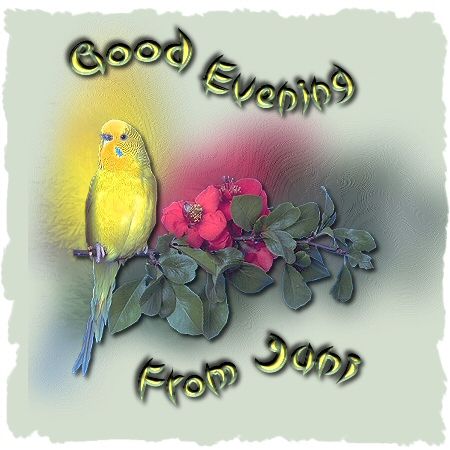 budgieevening.jpg