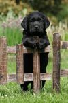 Lab puppy.jpg