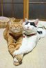 cat jump.jpg