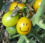 2012 0910 Yellow Plum Smiley Face IMG_5084.JPG