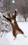 cat jump.jpg