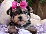 pup1.jpg