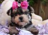 pup1.jpg
