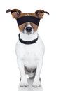dont look dog.jpg