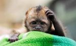 Confused Monkey.jpg