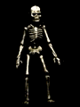 thumb_skeleton2.gif