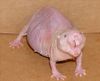 ugly naked mole rat.jpg