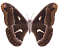 butterflies2.gif