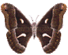 butterflies2.gif
