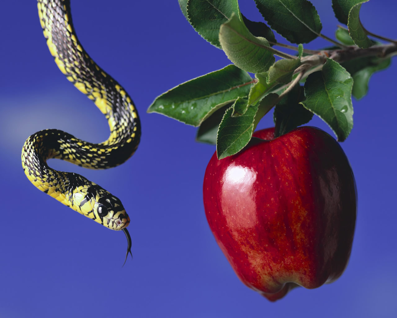 apple-and-snake_1280x1024_2988.jpg