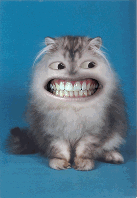 crazy eyed cat.gif