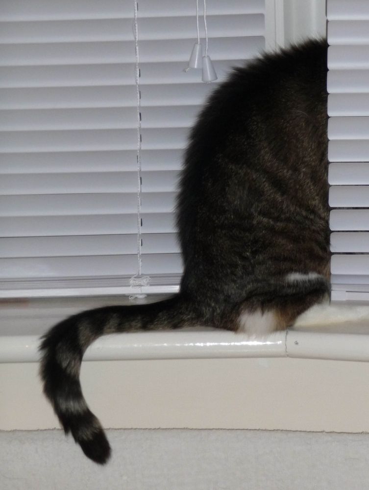 Peeping