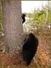 climbing baby bear.jpg
