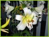 white Lily.jpg