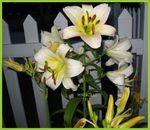 My Lilies 2013.jpg