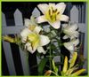 My Lilies 2013.jpg