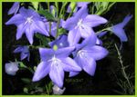 Balloon Flowers.jpg