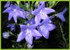 Balloon Flowers.jpg
